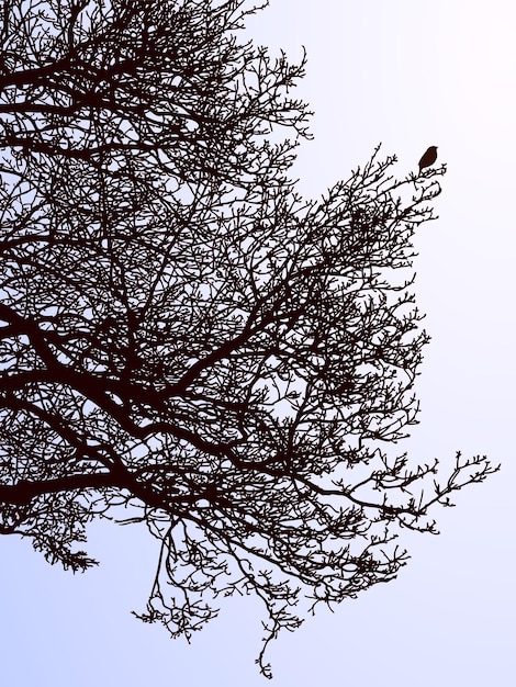 Imagen vectorial de ramas de árboles de hoja caduca en el bosque de invierno