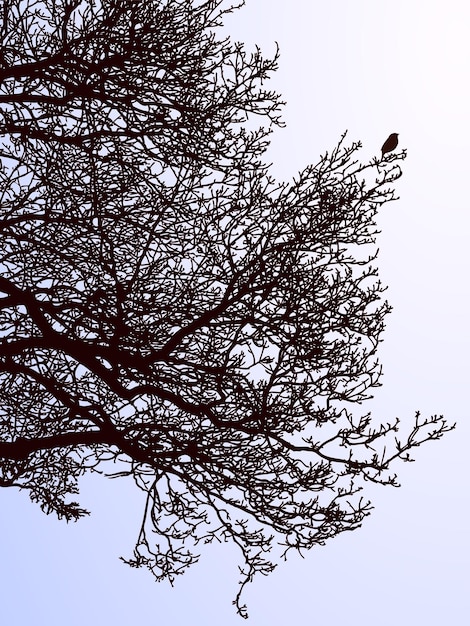 Vector imagen vectorial de ramas de árboles de hoja caduca en el bosque de invierno