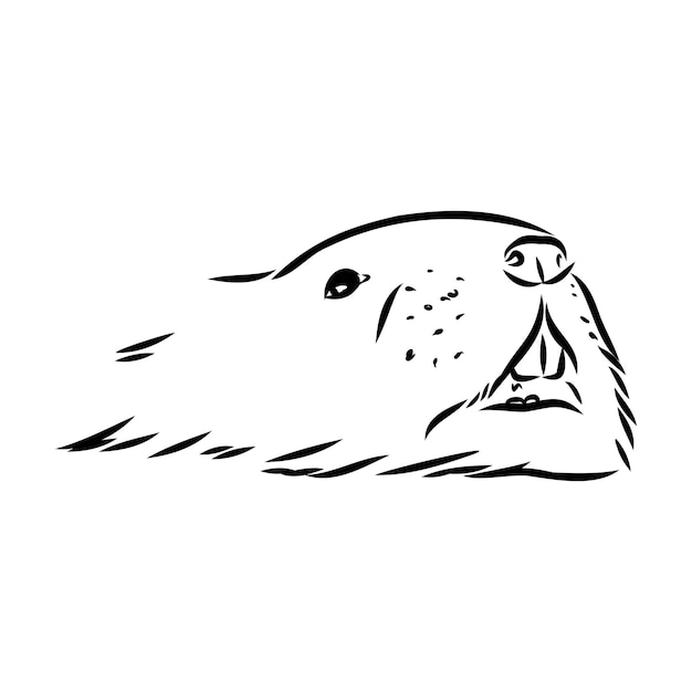 Imagen vectorial de la silueta de una rata muscosa en un boceto vectorial en fondo blanco de rata muscosa