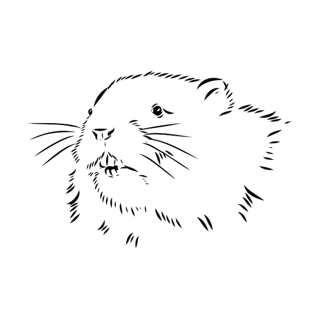 Imagen vectorial de la silueta de una rata muscosa en un boceto vectorial en fondo blanco de rata muscosa