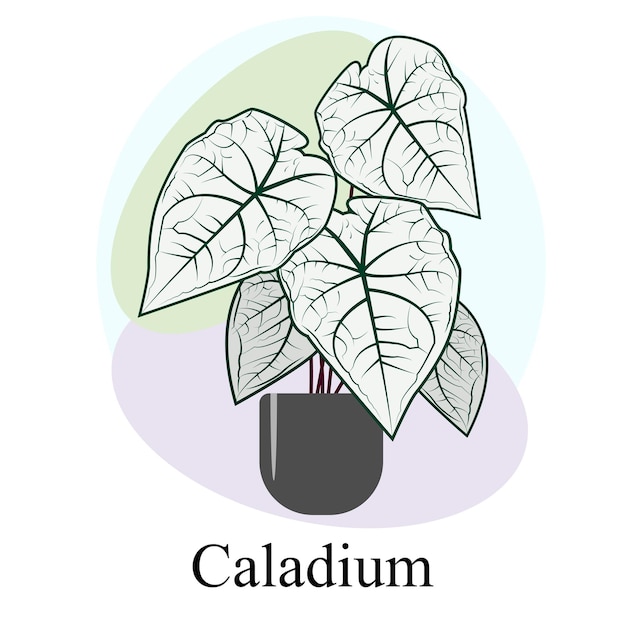 Imagen vectorial de tendencia de caladio de plantas caducifolias ornamentales de interior