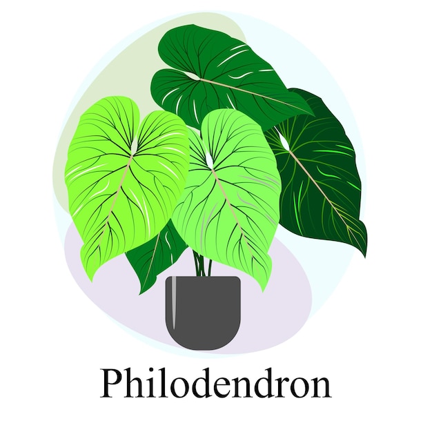Imagen vectorial de tendencia de filodendro de planta caducifolia ornamental de interior