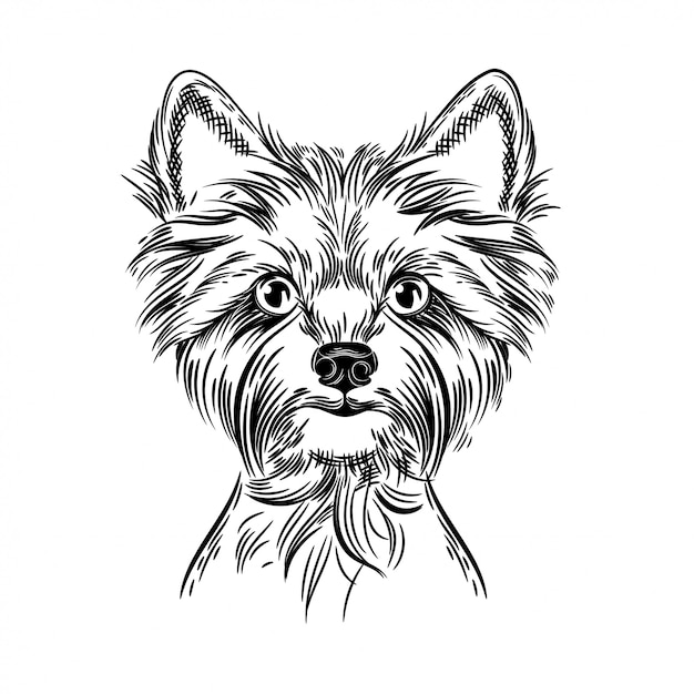 Vector imagen vectorial de un terrier de yorkshire