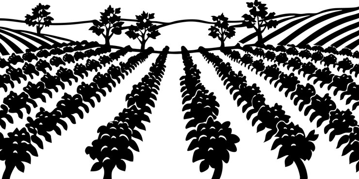 Vector imágenes impresionantes de siluetas de viñedos para sus proyectos de vino y naturaleza