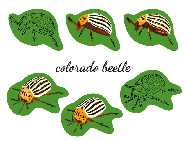 Imágenes lineales y planas del escarabajo de la patata de Colorado de perfil e isométrica