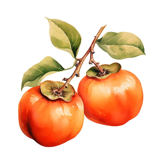 Imágenes Prediseñadas de acuarela de caqui Fuyu
