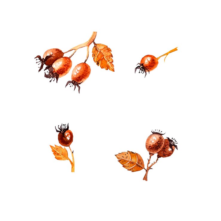 Vector imágenes prediseñadas de acuarela de rosa mosqueta