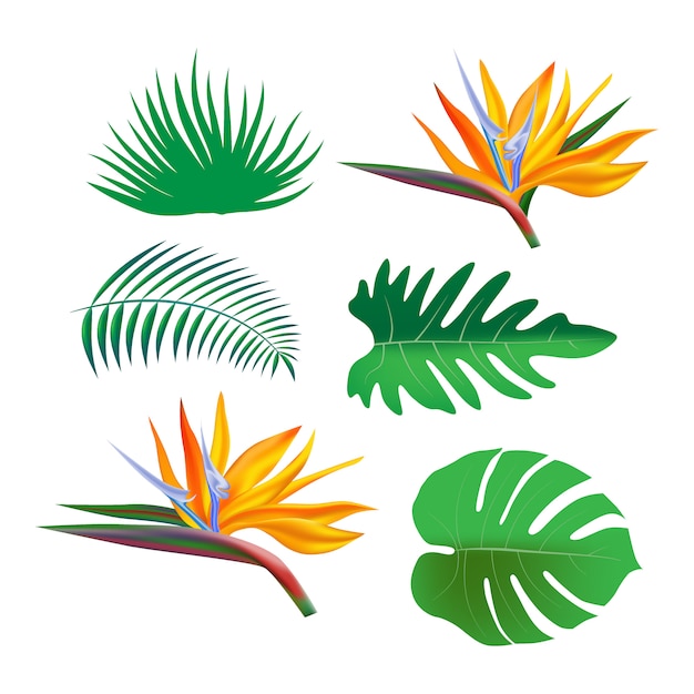 Imágenes prediseñadas con brillantes plantas de la selva tropical, hojas de palmera y flores.