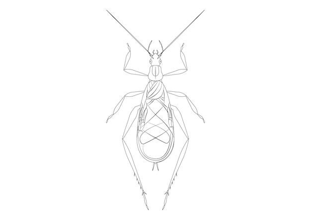 Imágenes Prediseñadas de grillo de árbol en blanco y negro Página para colorear vectorial de un grillo de árbol