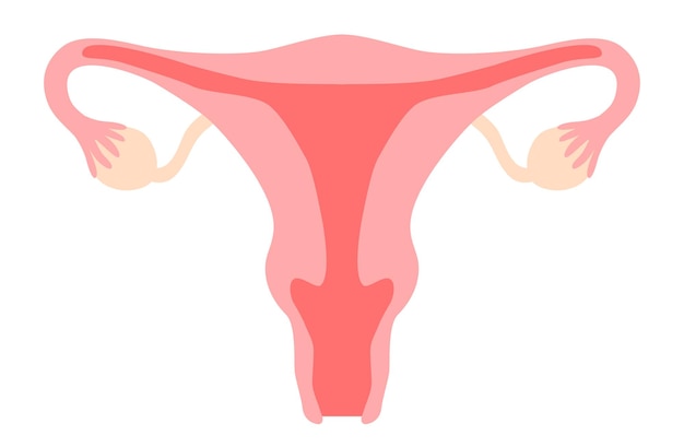 Imágenes prediseñadas del sistema reproductivo de la mujer incluyen útero útero vagina ovario cuello uterino