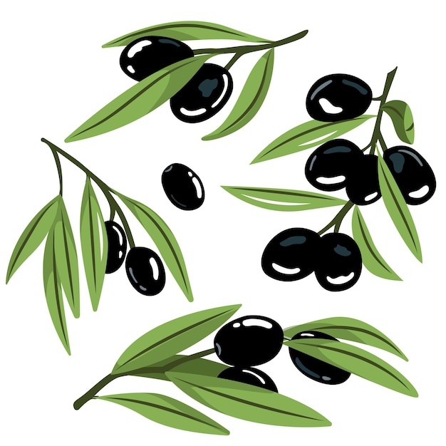 Imágenes vectoriales de aceitunas negras sobre blanco