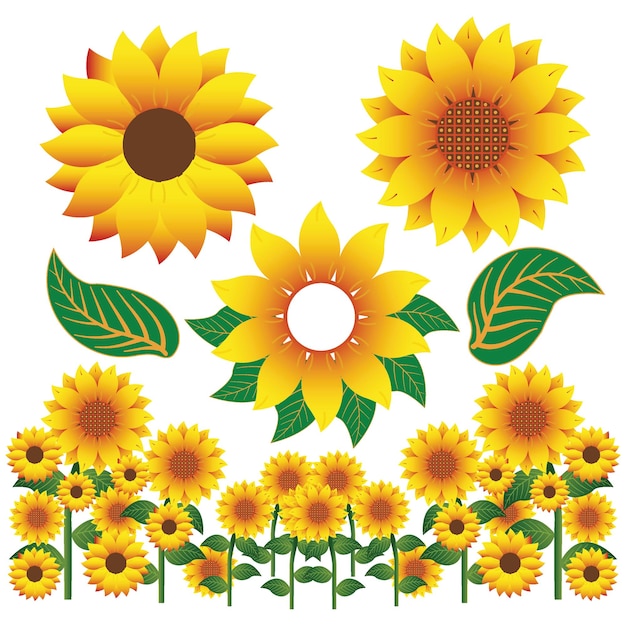 imágenes vectoriales de dibujo de girasol diseño gráfico