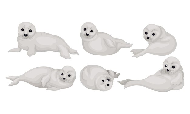 Imágenes vectoriales de focas blancas llenas de pelaje que se acuestan y rodan