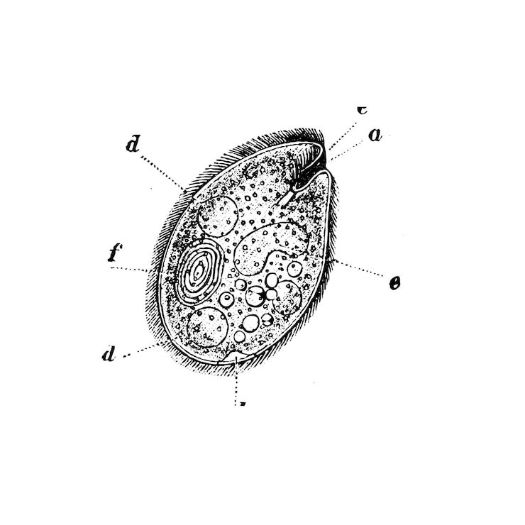 Vector immagine di una cellula dell'800 imagen de una celda del 800