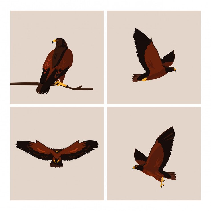 Vector imponentes halcones pájaros con diferentes poses