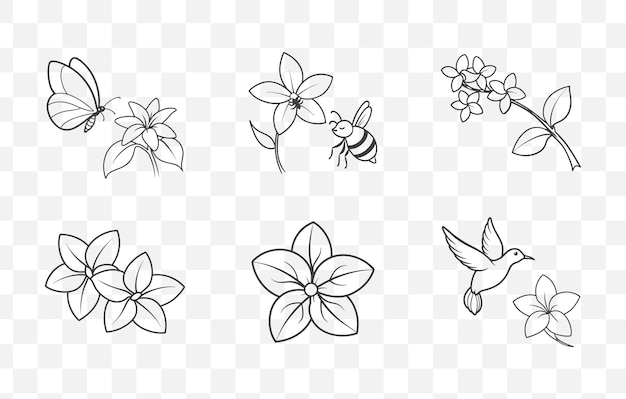 Imprenta Stephanotis Line Art Vector Set Elegante Ilustración Floral para Diseño Gráfico y Proyecto de Artesanía