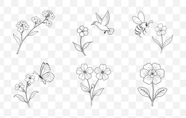 Impresión detallada Nemesia Líneas florales Colección de arte vectorial para diseño floral e ilustración botánica