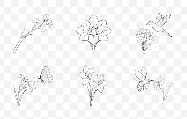 Impresión de tubérculos línea de flores arte vectorial conjunto elegantes ilustraciones botánicas para el diseño