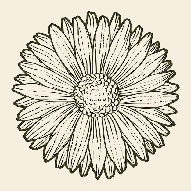 Impresión vectorial I dibujo de girasol contorno estilo vintage