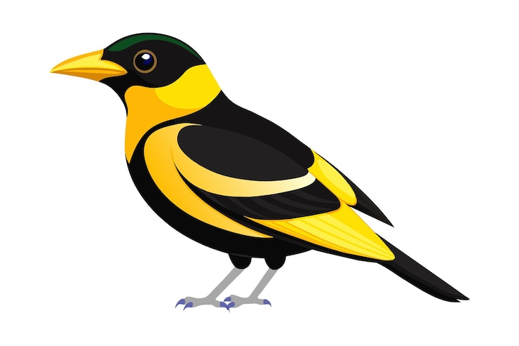 Vector una impresionante ilustración vectorial de pájaros de pico ancho en negro y amarillo