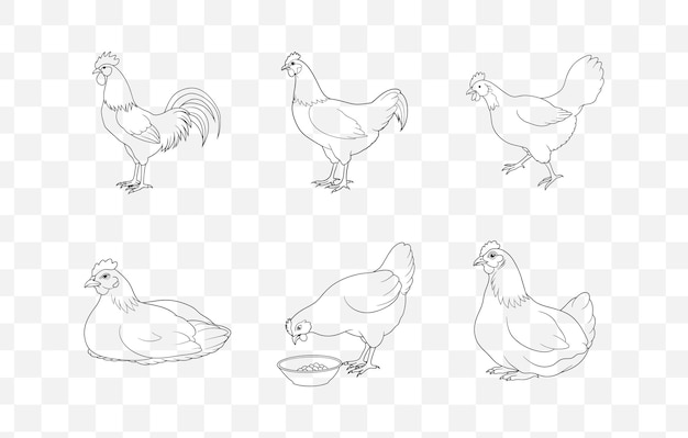 Imprime la última colección de vectores de arte de la línea de gallina con ilustraciones detalladas y de alta calidad