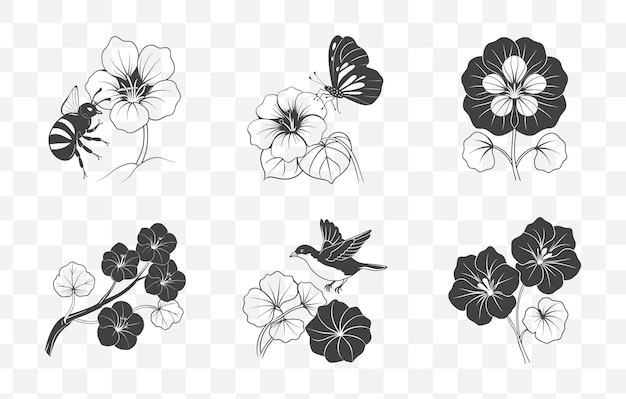 Imprimir Nasturtium Ilustración botánica Conjunto vectorial de arte de línea con diseños detallados de flores y hojas