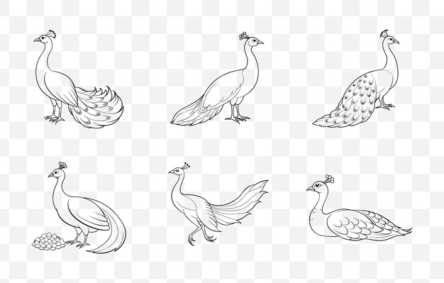 Imprimir Peafowl Line Art Vector Set con ilustraciones detalladas para proyectos artísticos y de diseño