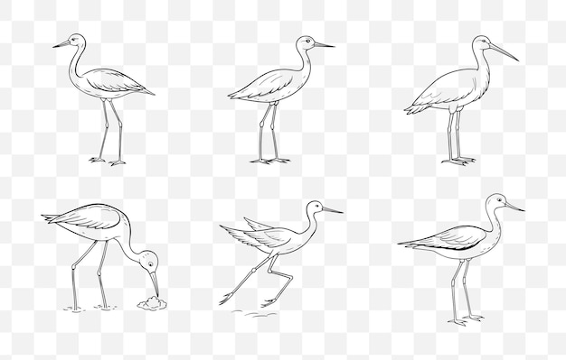 Imprimir Stilt Line Art Vector Set Elegantes y detalladas ilustraciones de Stilt Bird para Arte y Diseño Pro