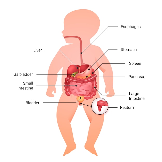 Infant digestive system anatomy diagram