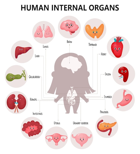 Vector infografía anatomía cuerpo humano órganos femeninos internos visuales con personajes de dibujos animados sus nombres