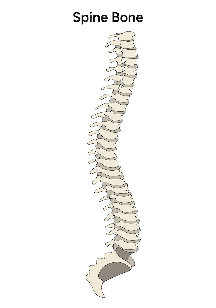 Vector infografía de anatomía espinal completa en vector