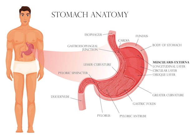 Infografía de anatomía del estómago con cuerpo humano.