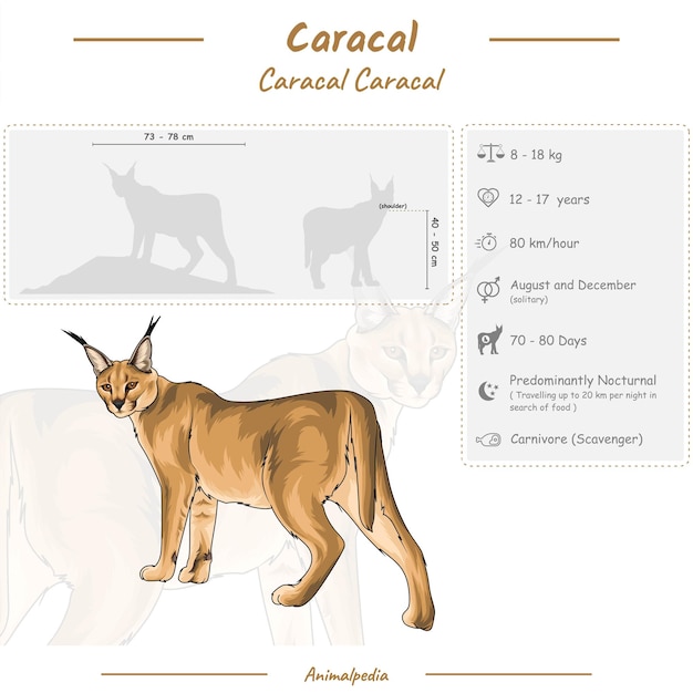 Infografía de un Caracal