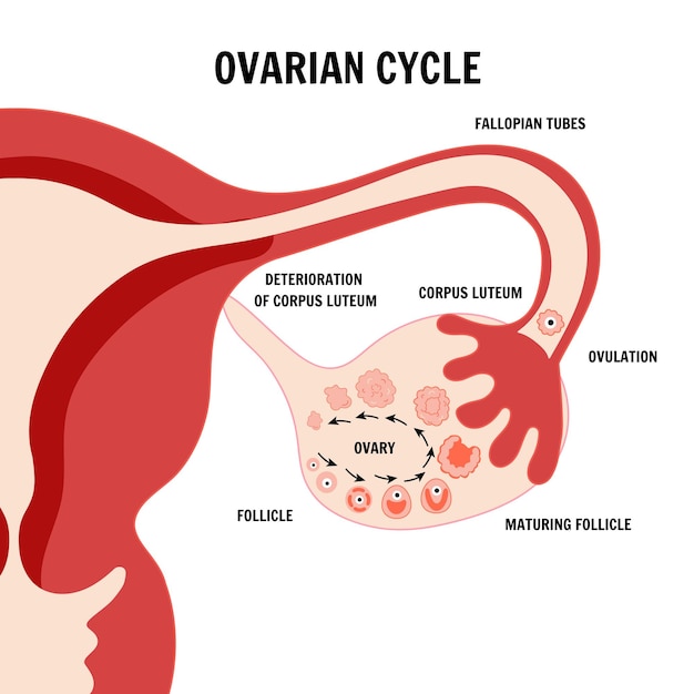 Infografía del ciclo ovárico en vector