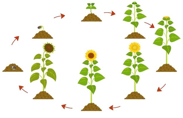 Infografía del ciclo de vida del girasol de las etapas de crecimiento de las plantas desde la semilla hasta la madurez