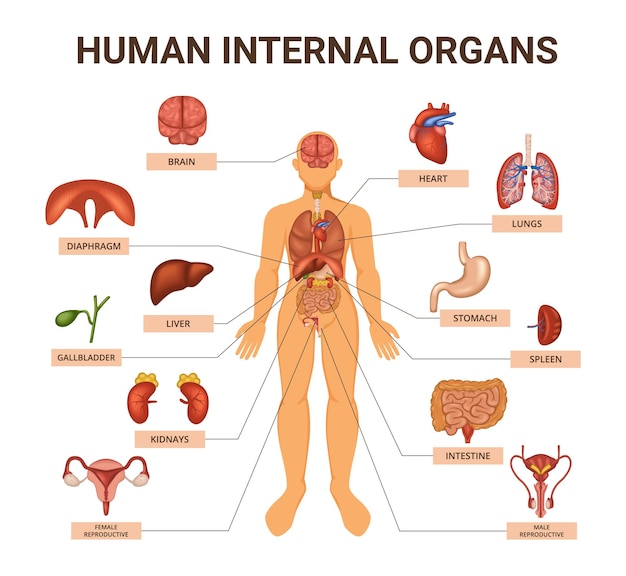 Vector infografía coloreada de los sistemas de órganos del cuerpo humano