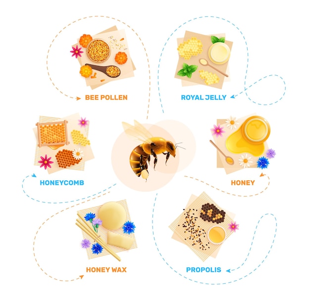 Infografía de diagrama de flujo de productos de apicultura