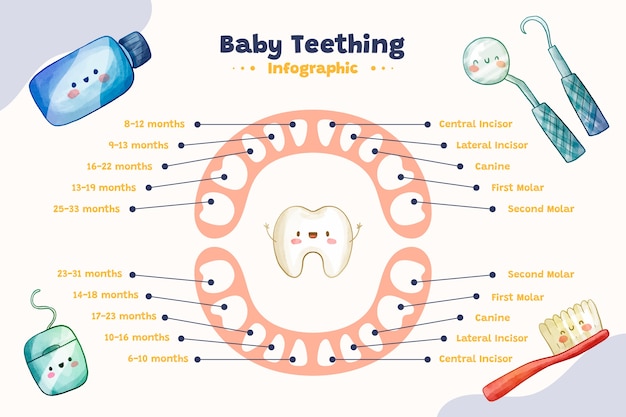 Vector infografía de dientes de leche en acuarela