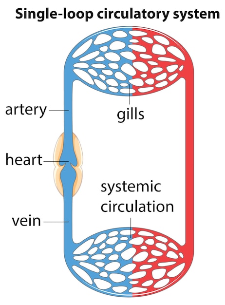Vector infografía de educación médica sistema circulatorio de bucle único