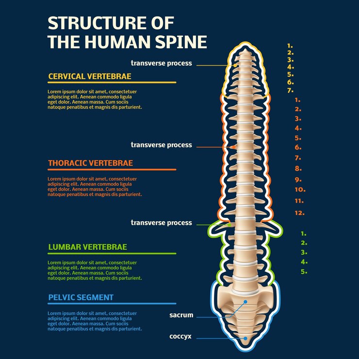 Vector infografía de la estructura de la columna vertebral humana especificando todas las divisiones ciencia educativa modelo anatómico esqueleto parte 3d elemento aislado realista copia espacio concepto vectorial total