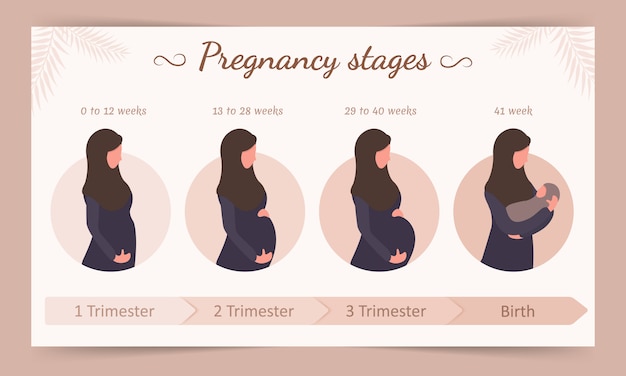 Infografía de las etapas del embarazo. silueta de mujer árabe en hijab.