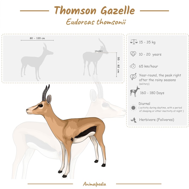 Infografía de una gacela de Thompson