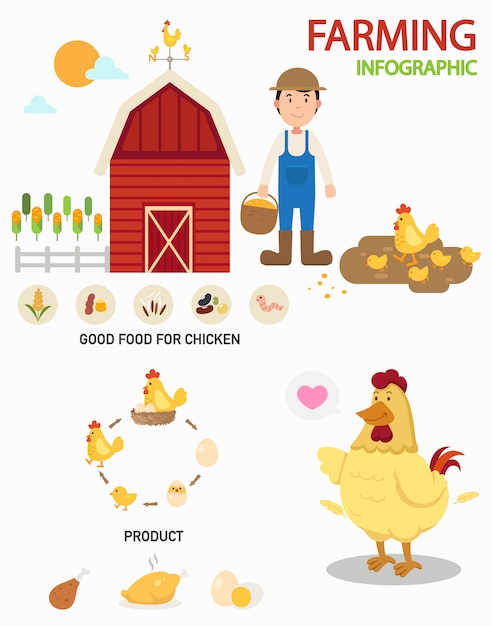 Infografía de granja de pollos, ilustración