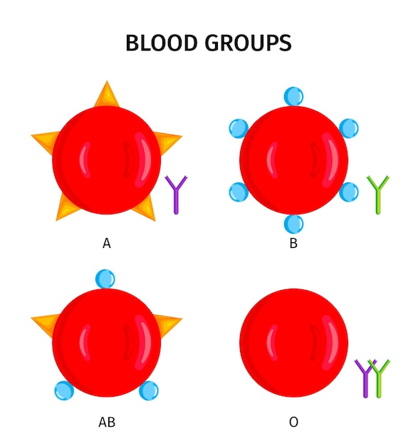 Infografía de grupos de tipos de sangre humana.