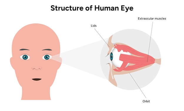 Infografía de ilustración médica de la anatomía del ojo humano