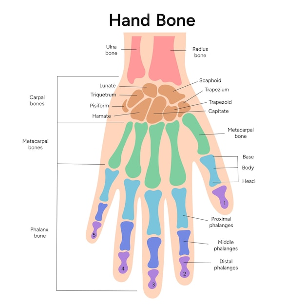 Vector infografía médica de huesos de la mano humana