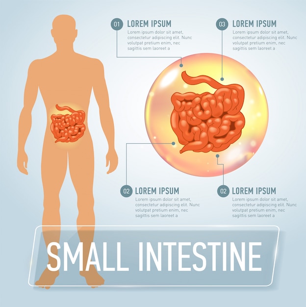 infografía médica del intestino