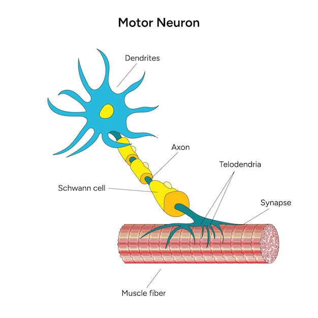 Vector infografía médica de las neuronas motoras