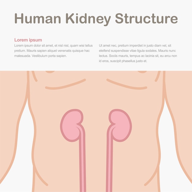 Infografía médica que muestra la estructura del riñón humano