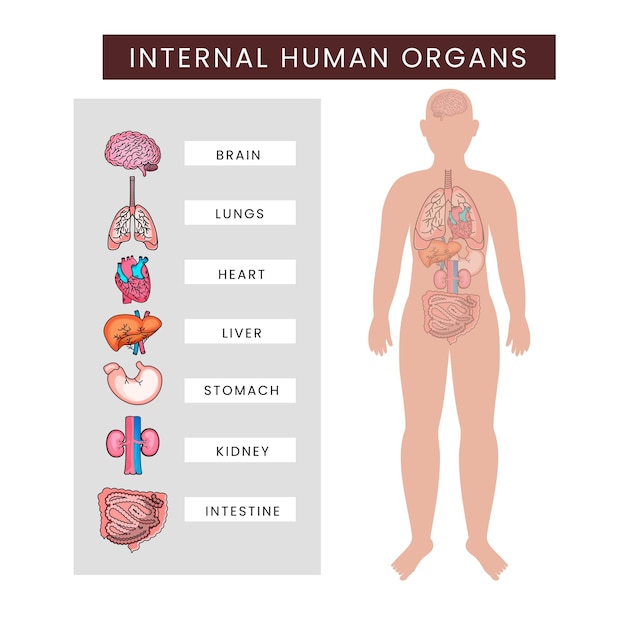 Infografía de los órganos internos del cuerpo humano contra el fondo blanco